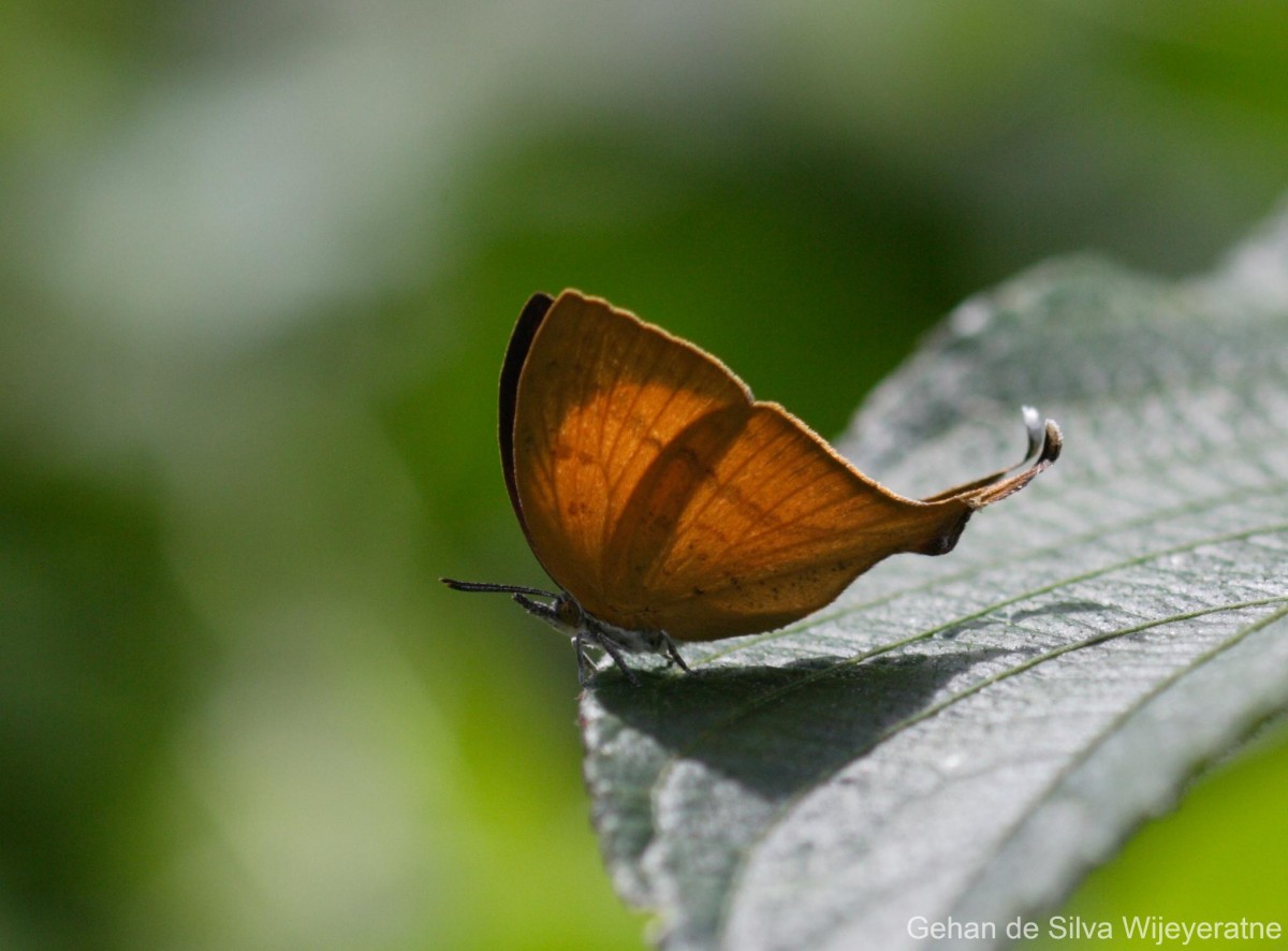 Loxura atymnus Stoll, 1780